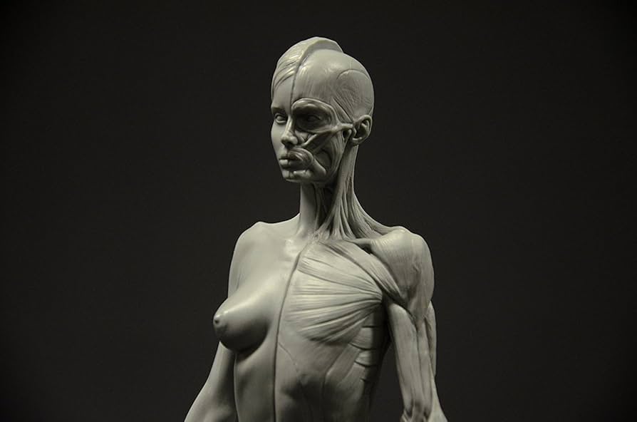 Amazon | Female Anatomy Figure: 10.5-inch Anatomical