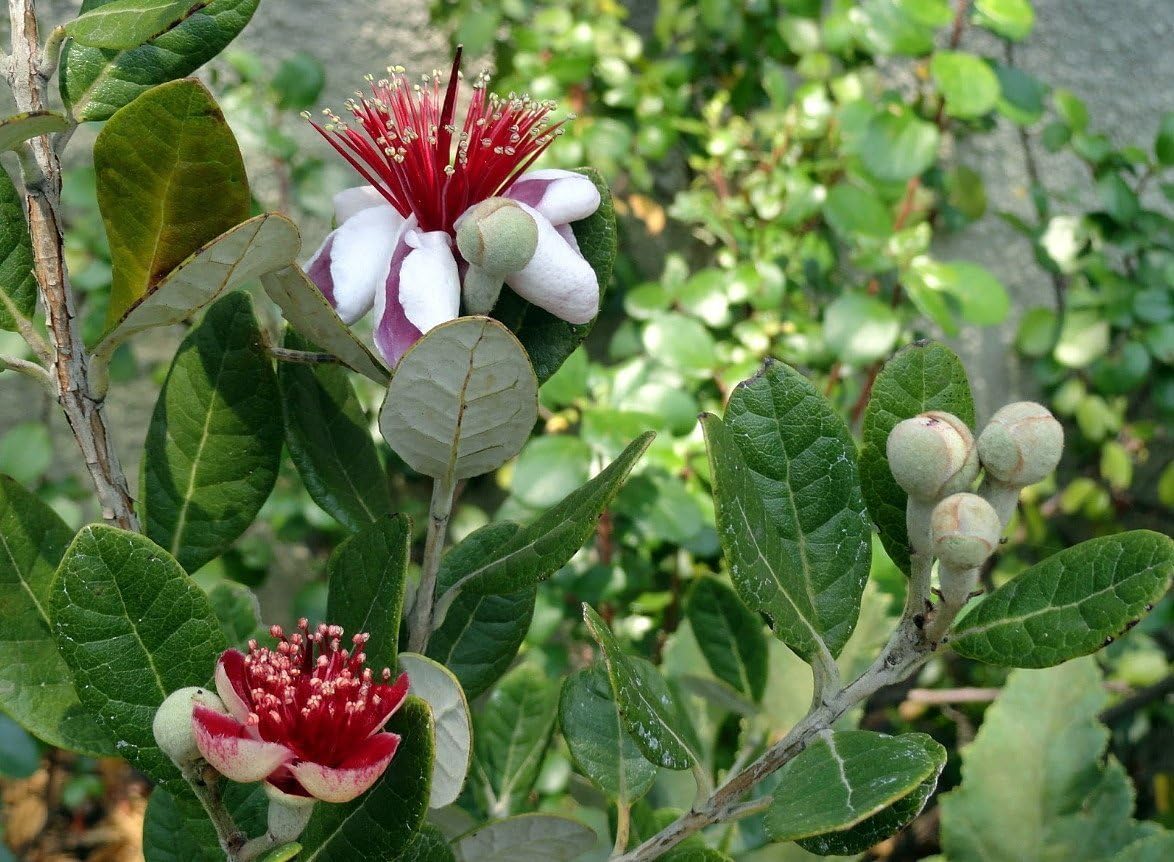 Pineapple Guava Plant - Feijoa - ACCA sellowiana - 4" Pot