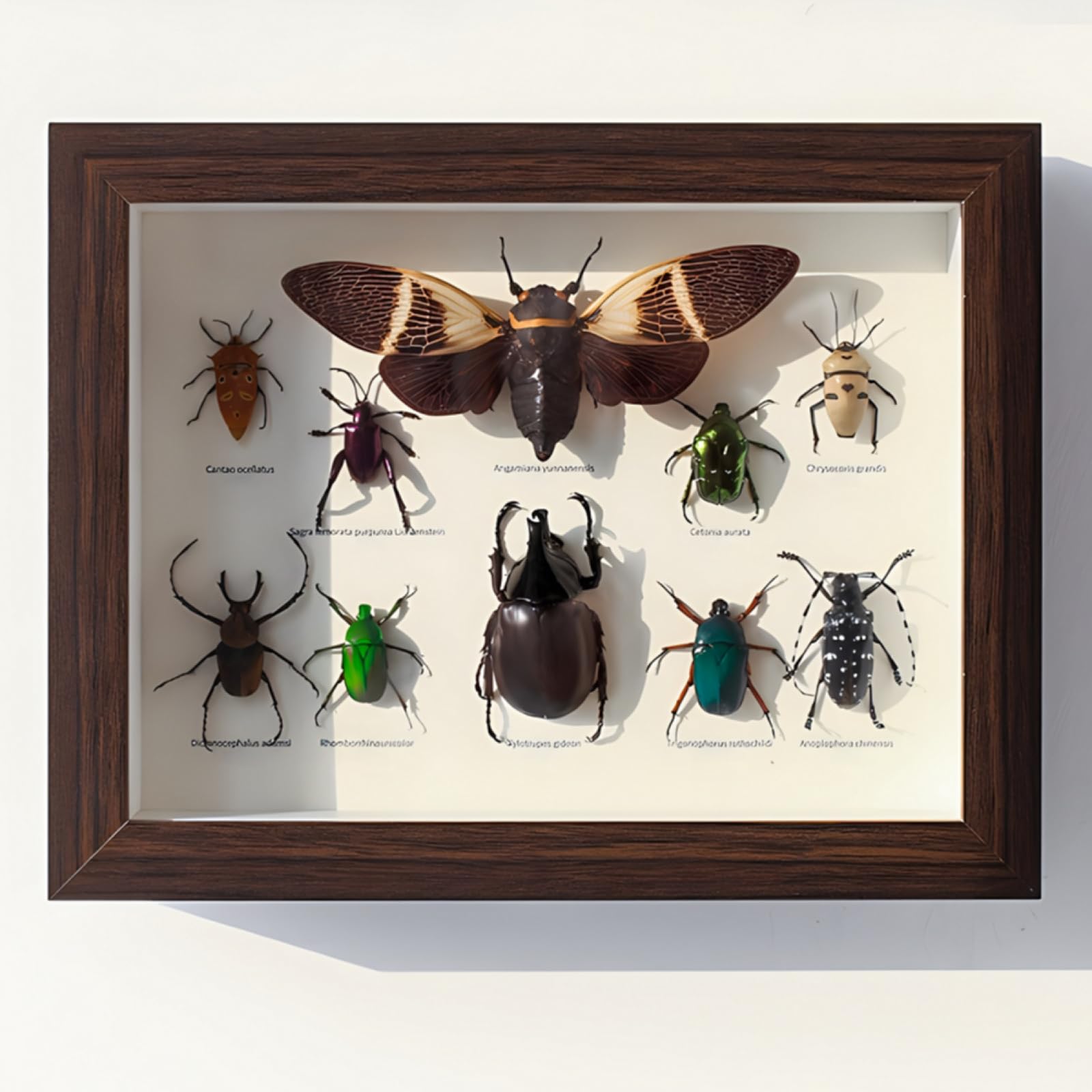 Mixed Taxidermy Bugs Case, Real Insect Wall Decor with Boxed Framed Display Wooden Box, for Education, Collections, and Home Decor