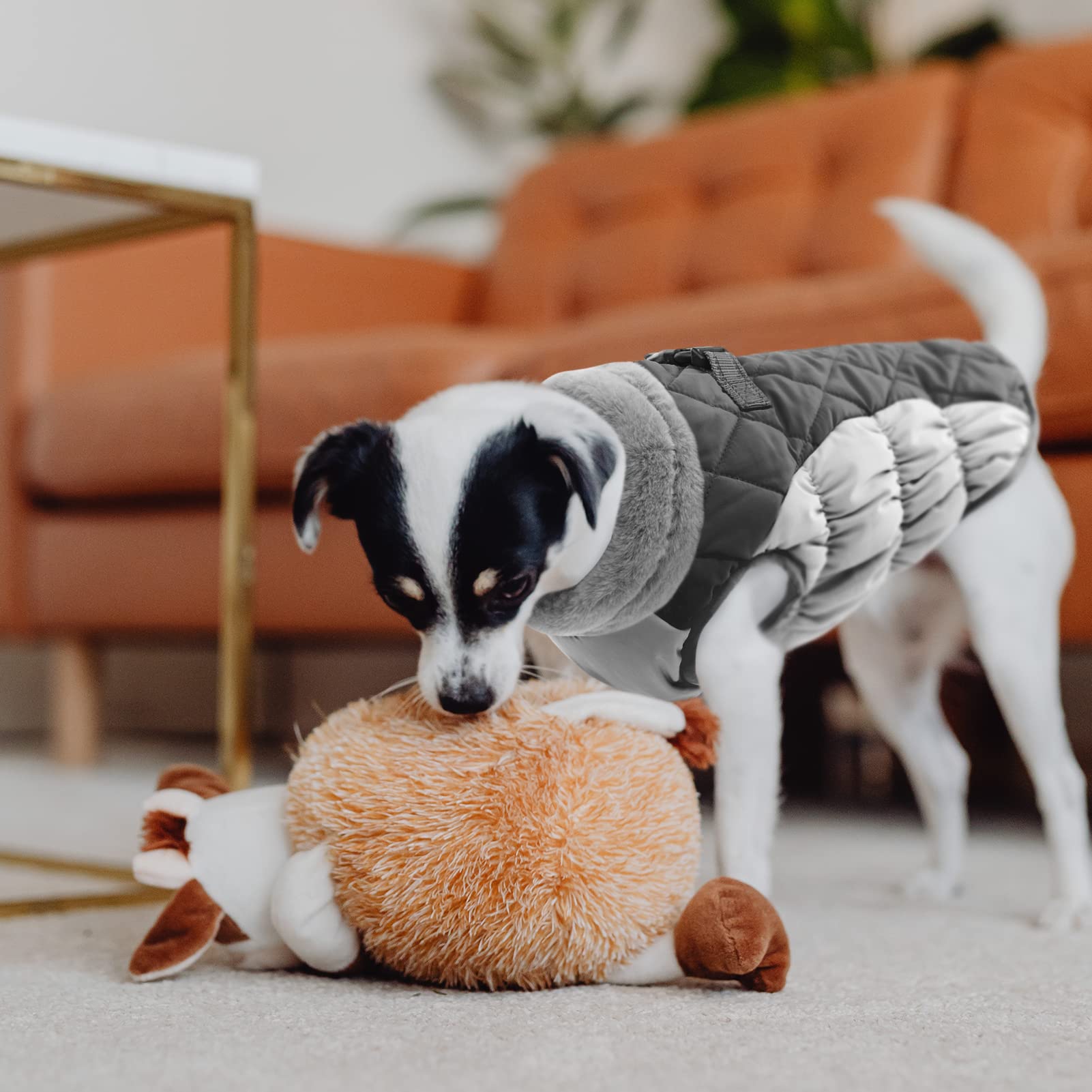 CITÉTOILE Manteau Chien, Manteau Chien Fourré Polaire avec Harnais, Manteau d'hiver pour Chiens Imperméable et Coupe-Vent, Réfléchissant Vetement Chien pour l'hiver pour Teckel, Bouledogue,Chihuahua
