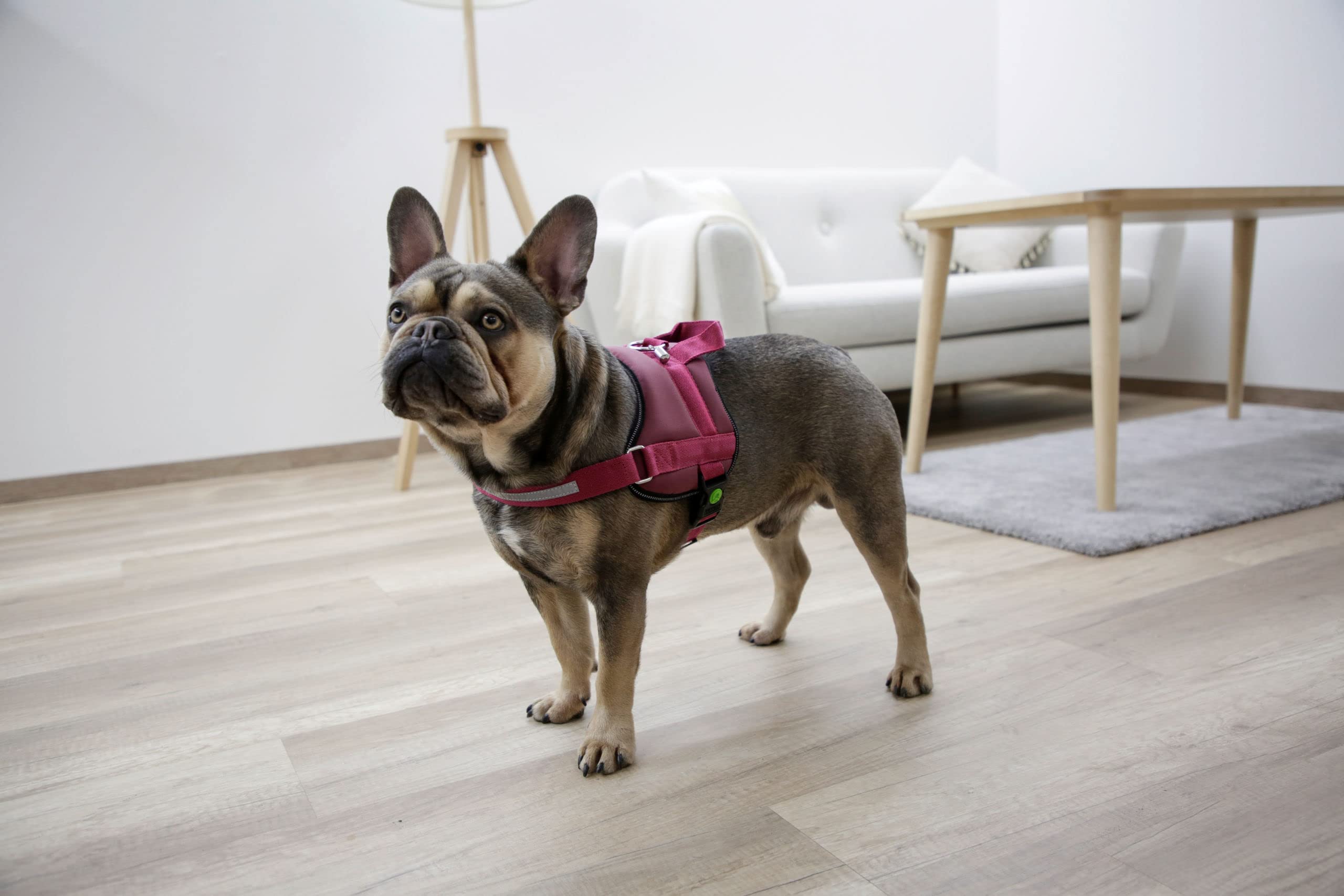 Kerbl Pet Maestro 2.0 Harness Burgundy 38 mm x 83-113 cm with Address Bar, 38 mm x 83X113 cm - Image 4