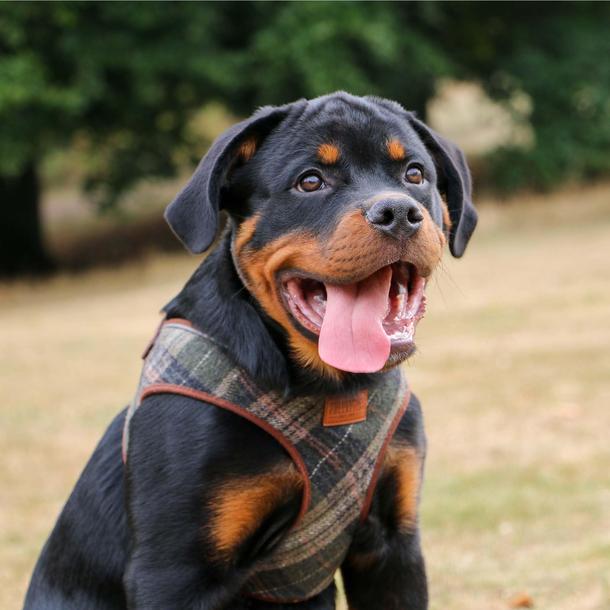 Ancol Step In Dog Harness Country Check - Comfortable Pet Puppy Accessory with Reflective Band & Snap Buckle - XS - Image 4