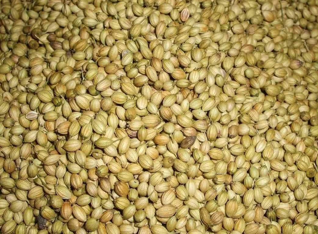 Buy NOTTY NUTS Coriander Seeds Sabut Dhaniya Dhania Natural