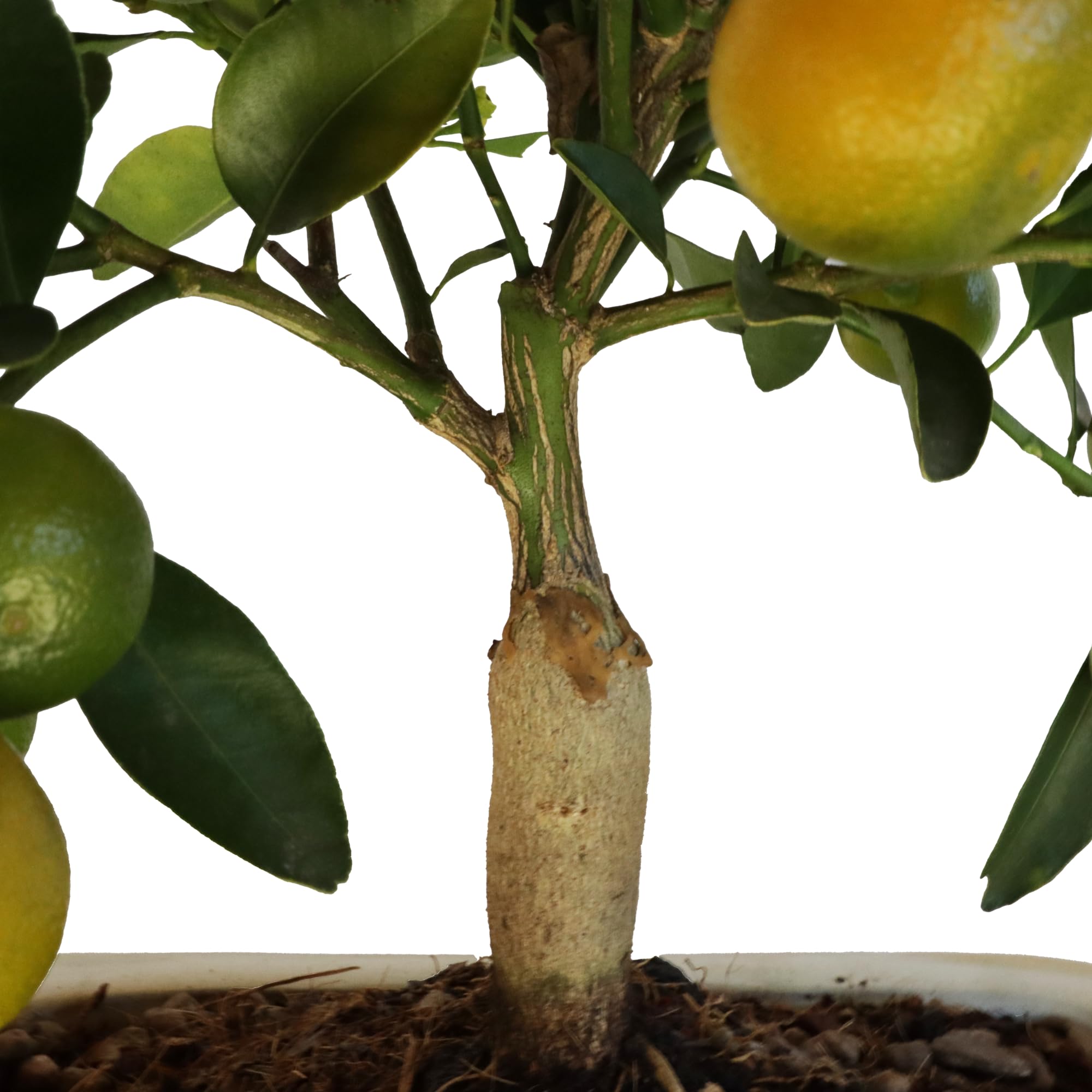 KENTIS - Bonsai Calamondino - Citrus Mitis - Mandarino Nano - Pianta Vera da Frutto da Esterno - Piante Fiorite - H 35/40 cm Vaso in Ceramica 21 cm