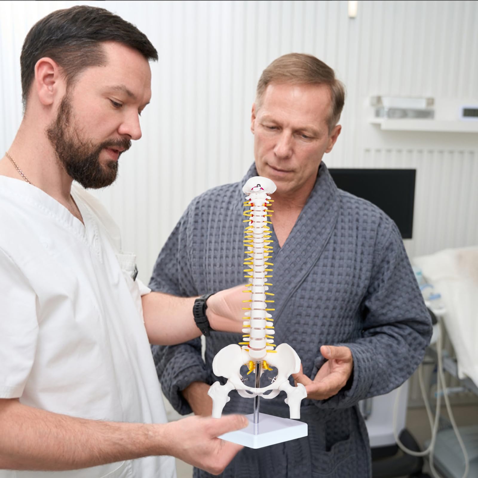 Human Spine Model - Anatomy for Medical Students -6