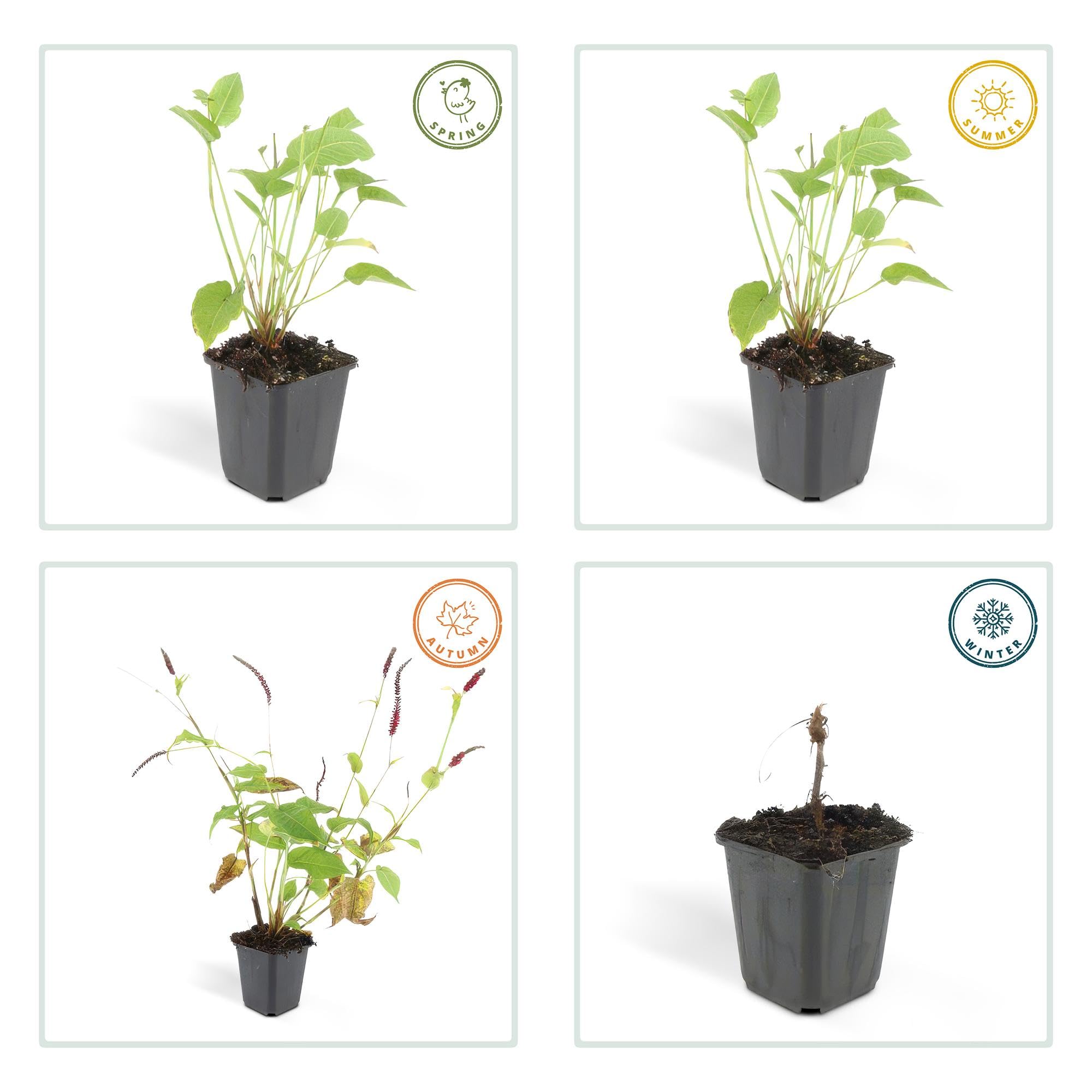 Persicaria Amplexicaulis para Jardín, Flores Rojas, Pack de 12, Maceta 9cm