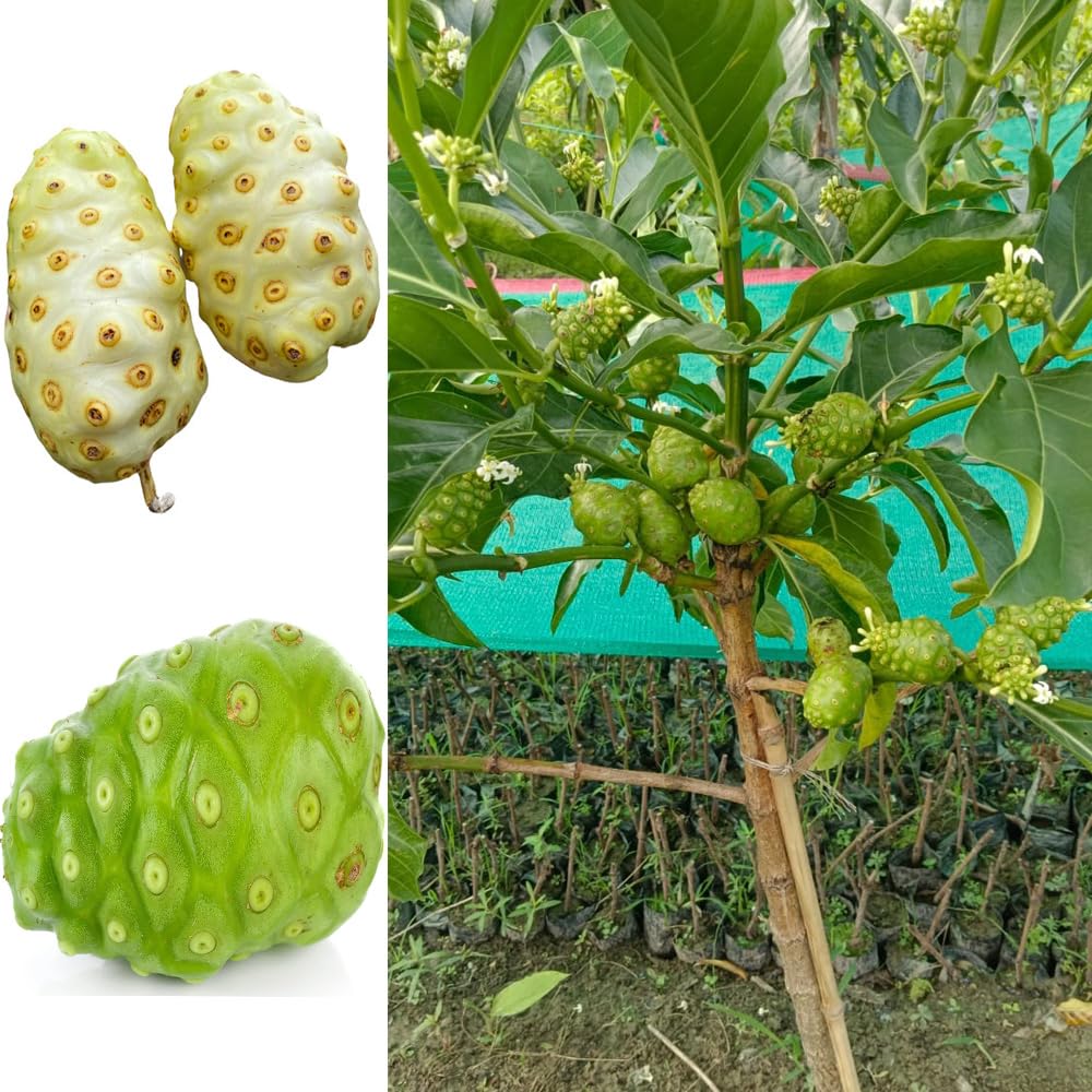 Bahan Traders Sweet Rare" Noni Fruit Plant" Cheese Fruits 1 Healthy Live Tree with Pollybag (B0D6L5YH3M) Amazon Price History, Amazon Price Tracker
