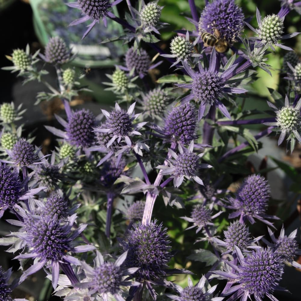 Eryngium planum 'Blue Hobbit' | Dwarf Sea Holly | Unique Blue Flowers | Patio Pot Plant 1 Litre Pot x 3 by Thompson & Morgan
