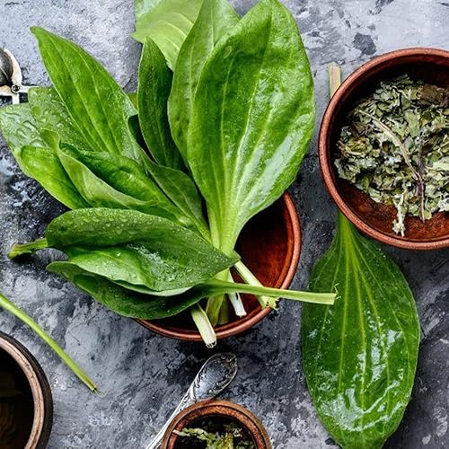 Miniatura 6 de 500 semillas de plátano de hoja ancha Plantago Major Semillas de plantas médicas orgánicas sin OMG para jardín privado de rápido crecimiento bajo