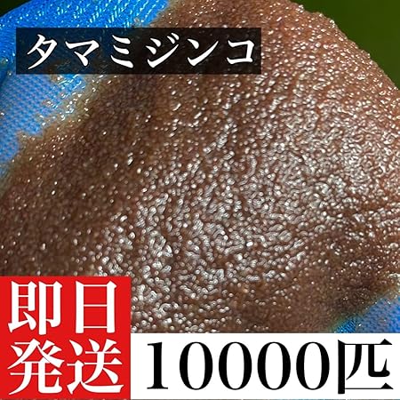 Amazon タマミジンコ匹 おまけのグリーンウォーター付 ミジンコ ゾウリムシ めだか メダカ 餌 ノーブランド品 観賞魚 水中生物 通販