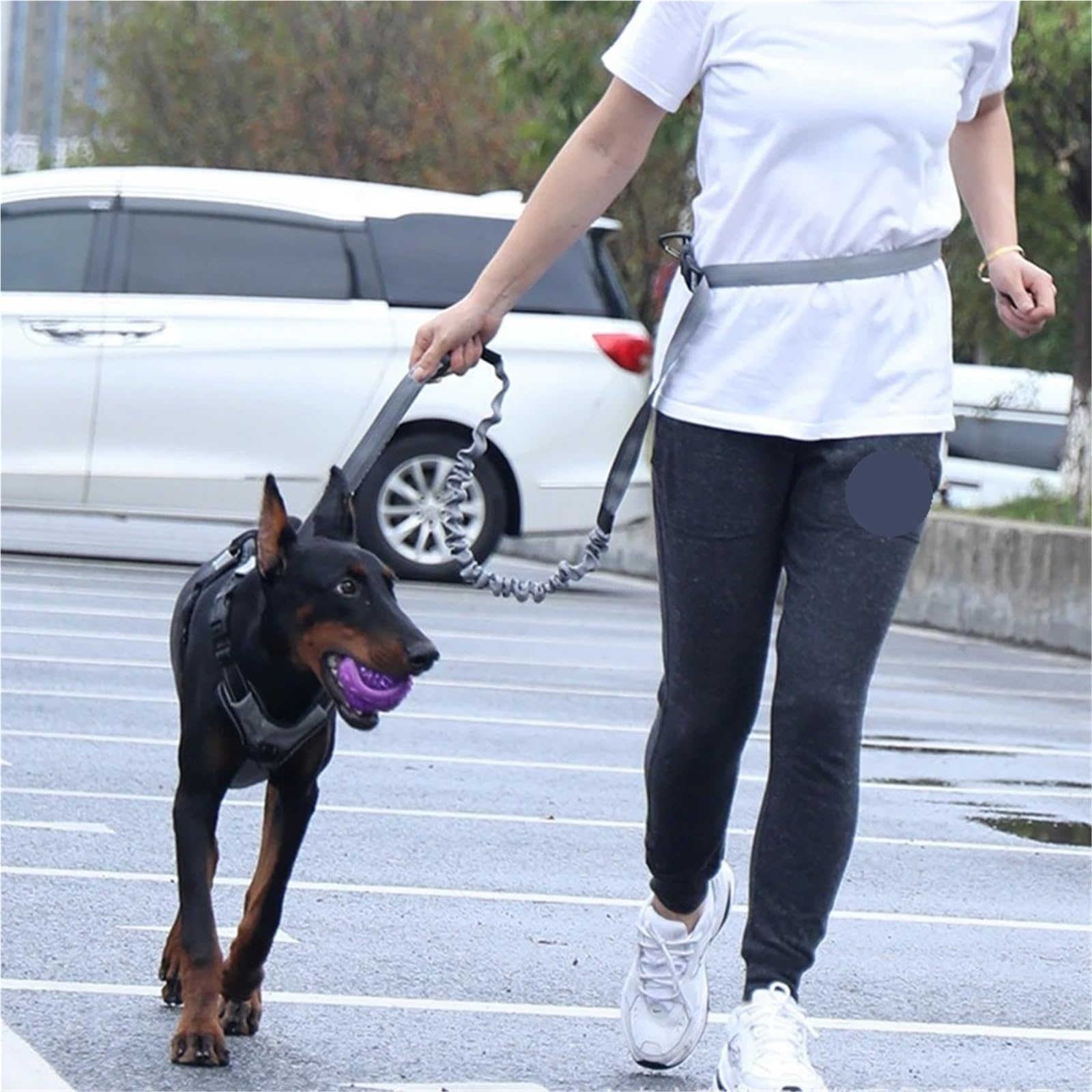 Laisse for Chien Mains Libres for la Marche, la Course, Le Jogging, réglable, Ceinture de Taille, Sangle de Poitrine, Corde de Traction pour Ceinture, Running
