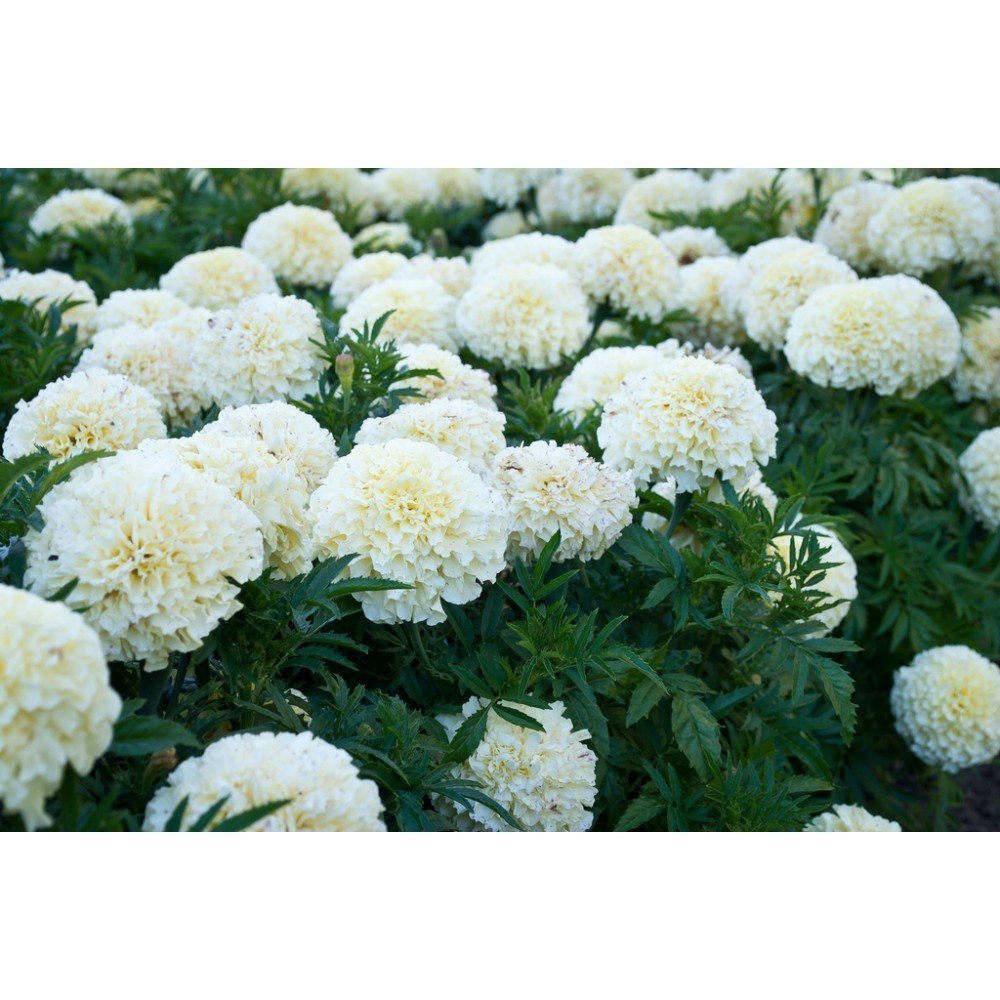 Creative Farmer Flower Seeds Marigolds Erecta White From Ukraine Greenary Plants Seeds Kitchen Garden Seeds Pack (B078R4WHL4) Amazon Price History, Amazon Price Tracker