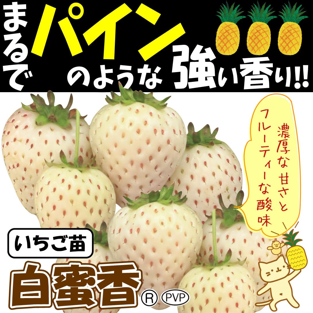 Amazon.co.jp: イチゴ苗 極甘イチゴセット 2種6株 / 国華園 25年秋商品