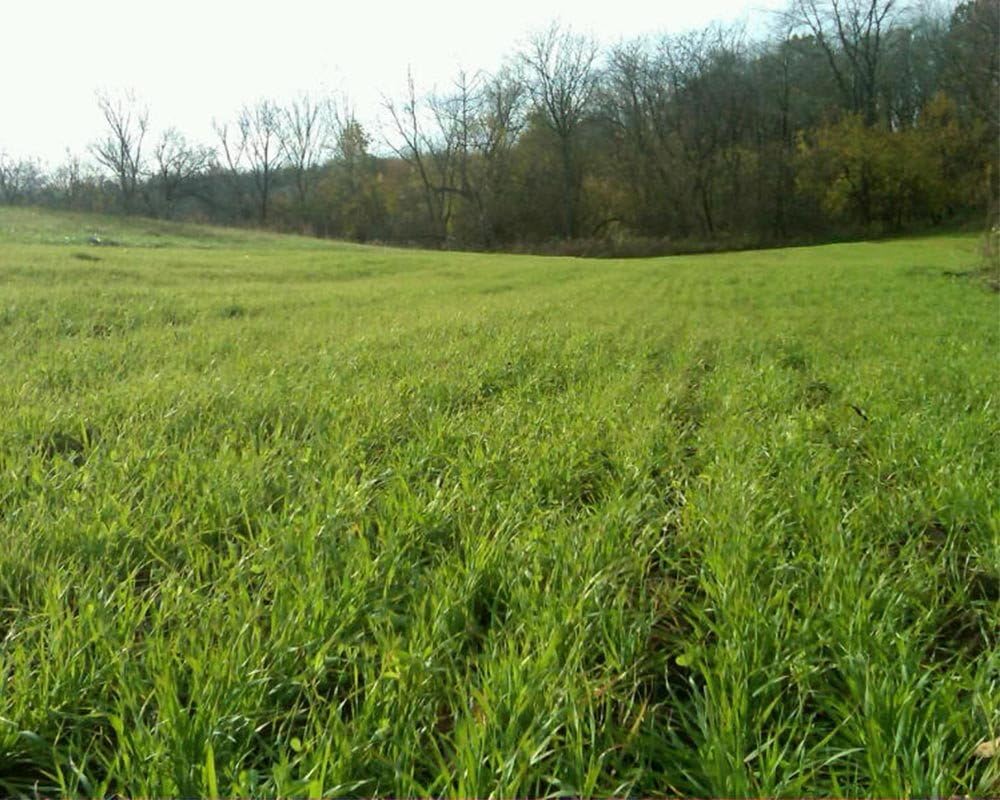 Buck Forage Oats - 10 lb Bags