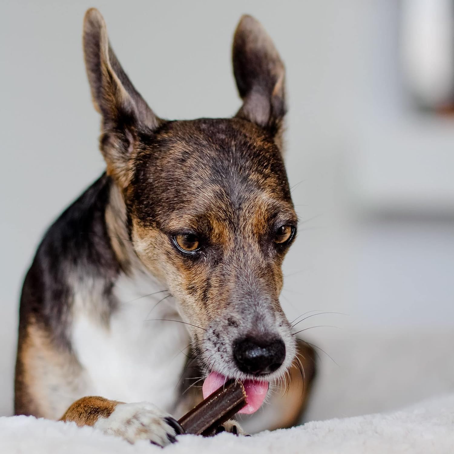 Bellfor Cuidado dental natural para perros – Varillas de cuidado dental para perros – Palos para el cuidado dental contra el mal aliento, placa y sarro. Huesos sin cereales para perros – 126 unidades,