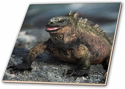 3D Rose Marine Iguana Isla Fernandina, Multicolor