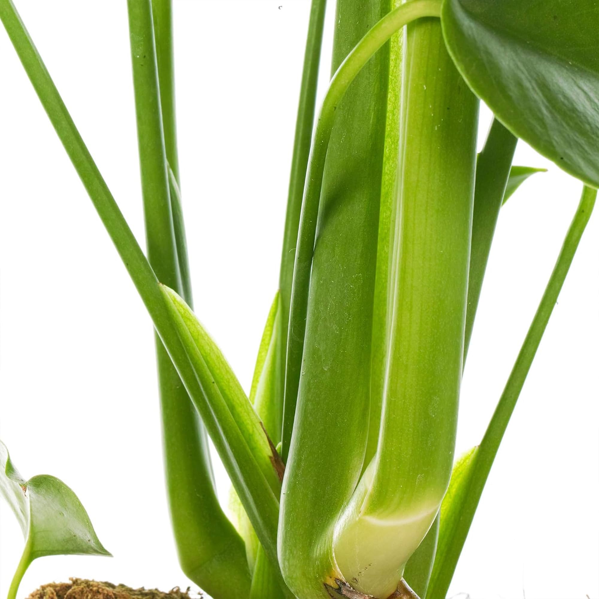 Monstera Deliciosa plante d'intérieur arbuste persistant en pot