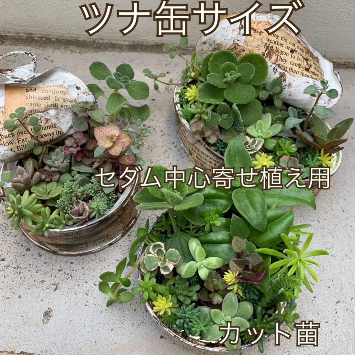 Amazon.co.jp: ツナ缶サイズの寄せ植え用カット苗 セダム中心 ちまちま 