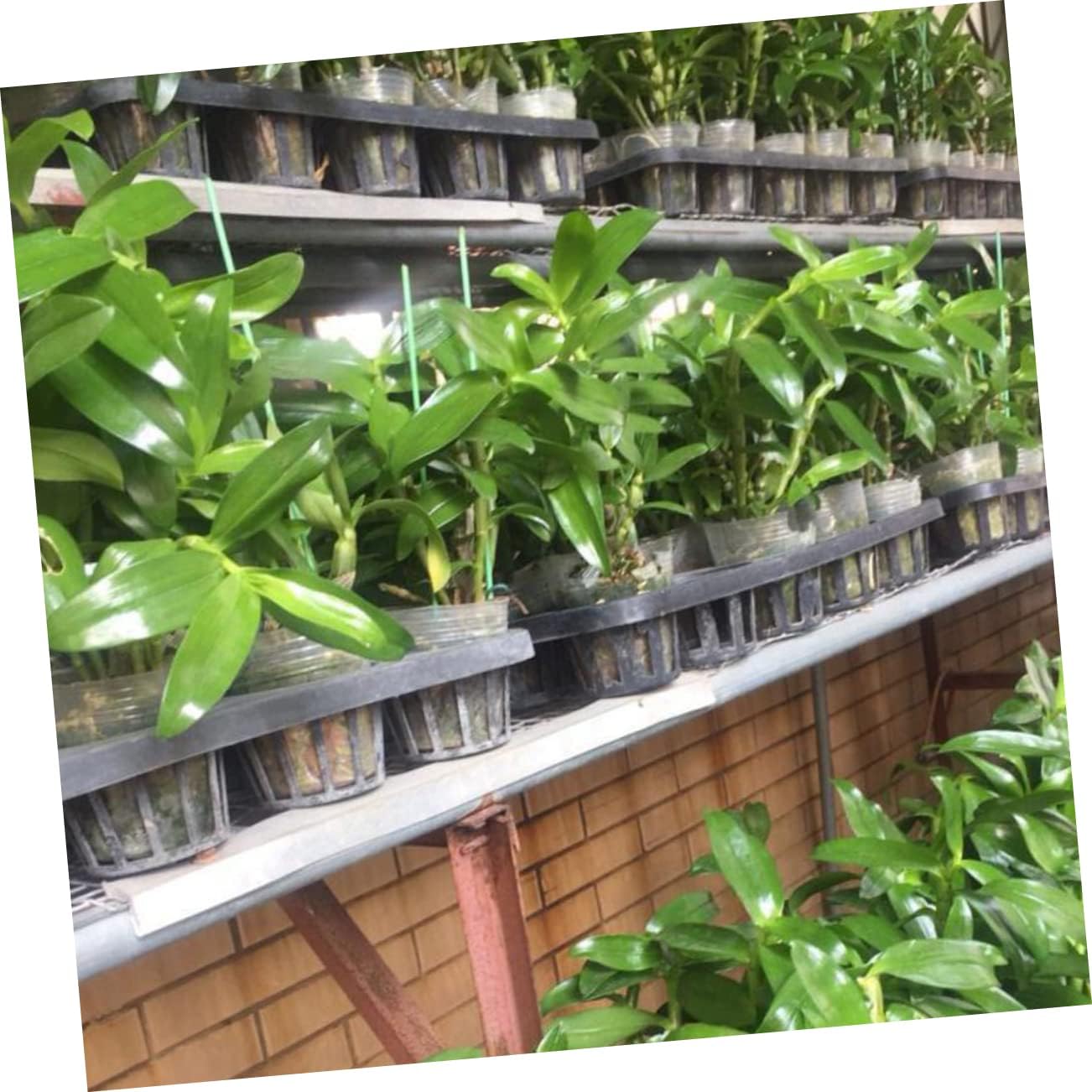 5pcs Nursery Tray Plant Germination Rack Round Pot Bracket for Home Gardening and Reusable Plant Growing Cup Holder for and Vegetables