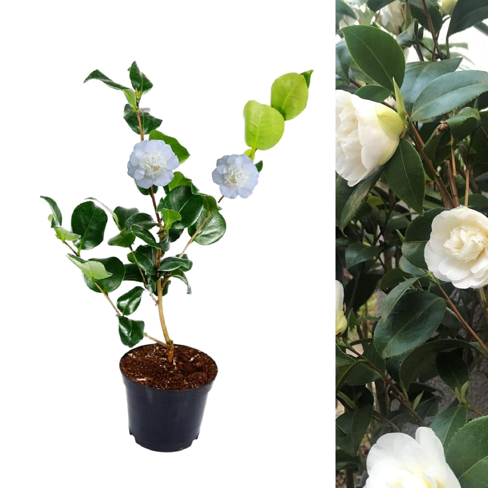 Camellia Nobilissima Plant - Camellia Japonica 20-35cm in Height - Evergreen Shrubs Ready to Plant (1)