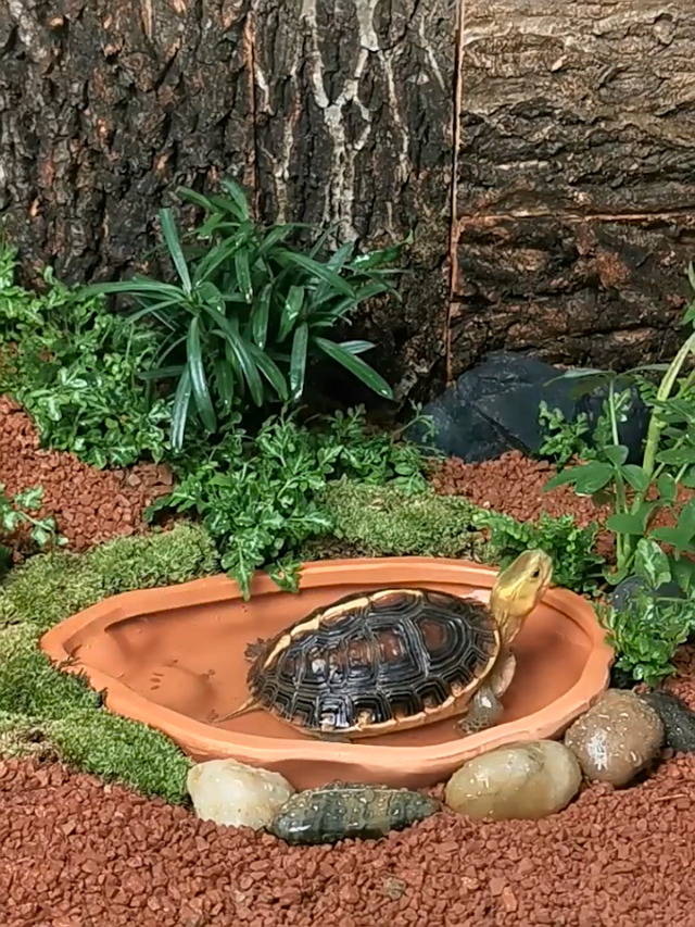 Tortoise Bathing Pool PORTABLE REPTILE WATER Bowl With Ramp Turtle