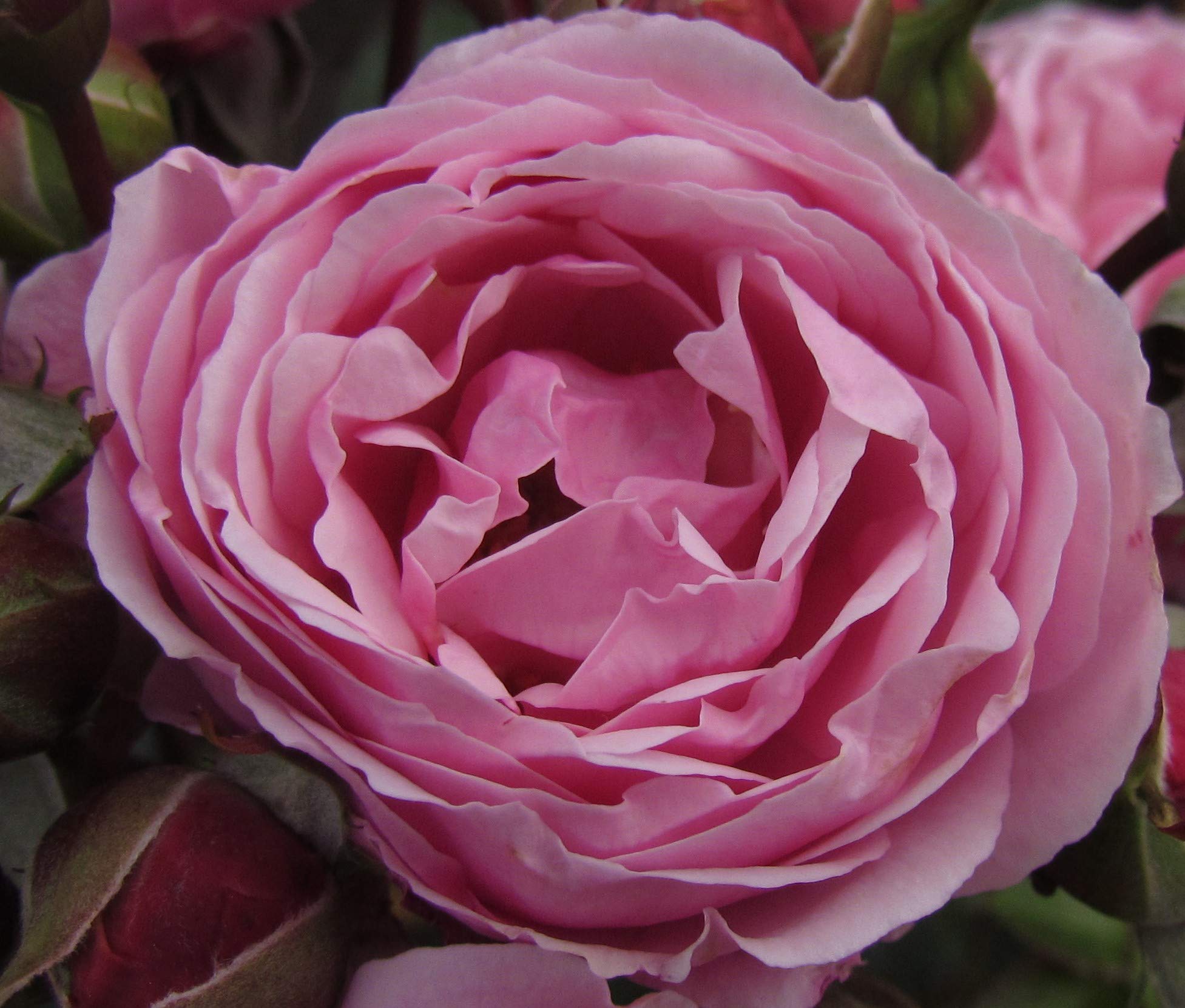 Dear Sister - 5.5lt Potted Floribunda Garden Rose Bush - Exclusive Listing! Producing Huge Numbers of Lilac Pink Flowers, Superb Health. Ideal Sister Gift or Tribute Rose.