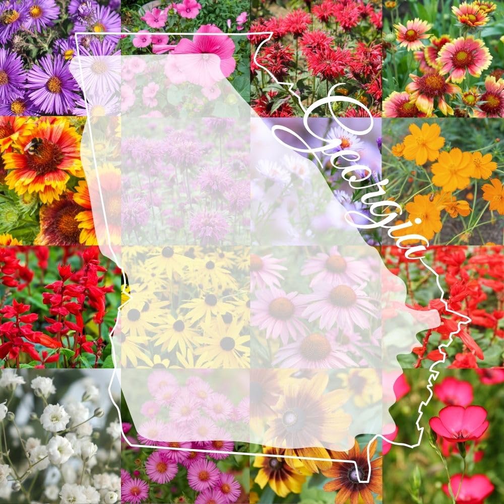 Georgia Bulk Perennial Wildflower Seed Mix 1lb Covers 2,000sq-ft - Attract Pollinators, Multi-Color Blooms - Southeast US Species Plant in Spring/Fall - Earth-Friendly Packaging (1/4 Pound)