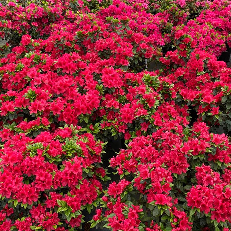HILROQG Red Reblooming Azalea