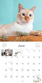 Cats on Catnip Wall Calendar 2023: A Year of Cats Living the High Life and Feeling Niiiiice: Marttila, Andrew, Workman Calendars: 9781523515660: Amazon.com: Books Cats on Catnip Wall Calendar 2023: A Year of Cats Living the High Life and Feeling Niiiiice: Marttila, Andrew, Workman Calendars: 9781523515660: Amazon.com: Books