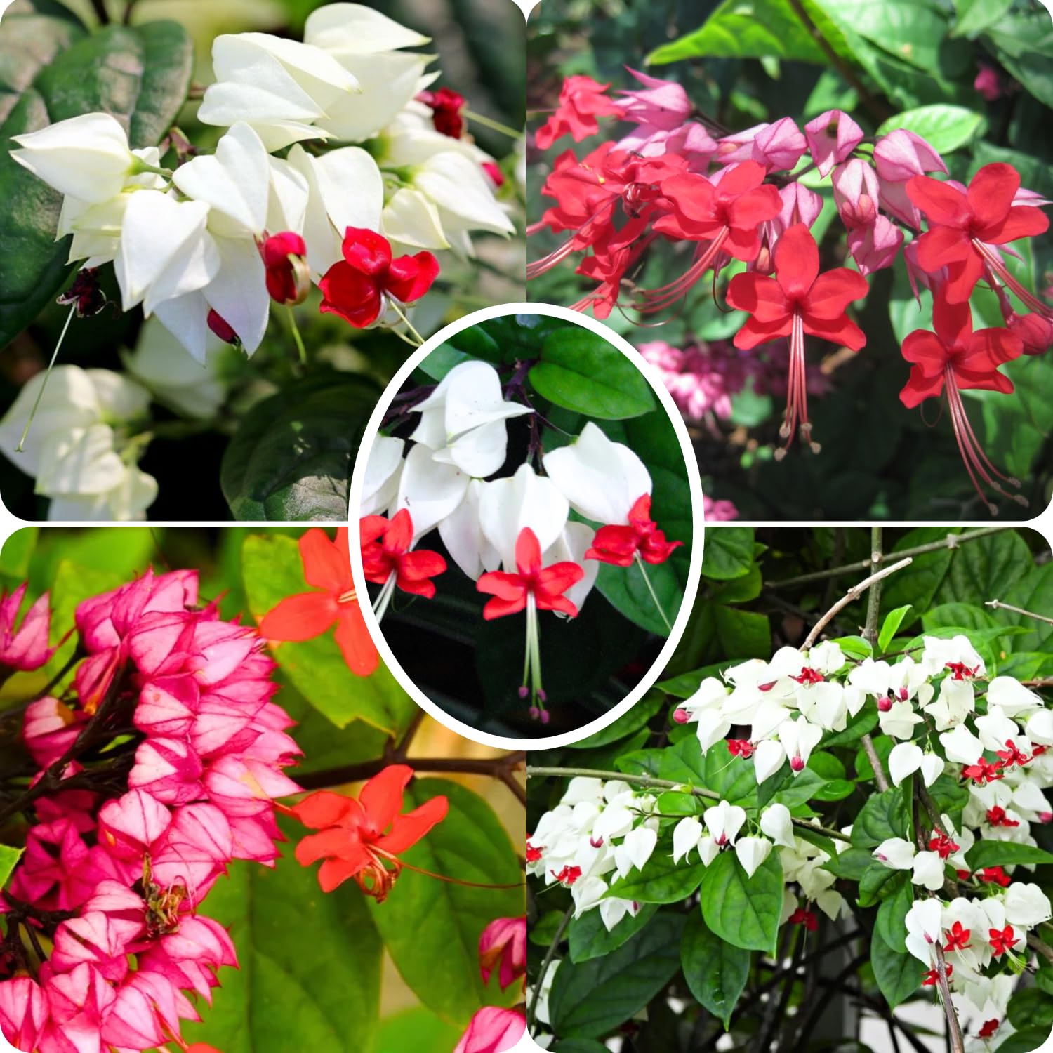 2 Clerodendrum Starter Plants Mixed Bleeding Heart