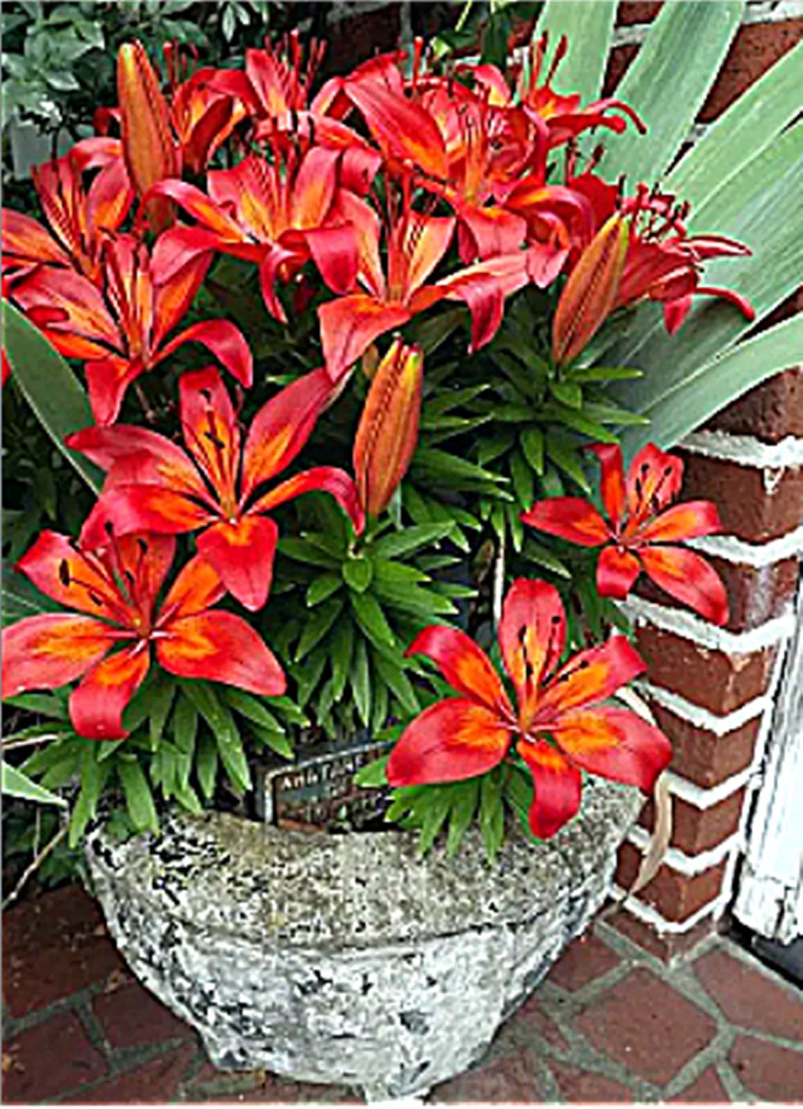 Lily Bulbs UK,Rhizome Plants for Sale,Feels Beautiful,Good for Containers,Lily Mix,Golden Jade Carving-2bulbs-A