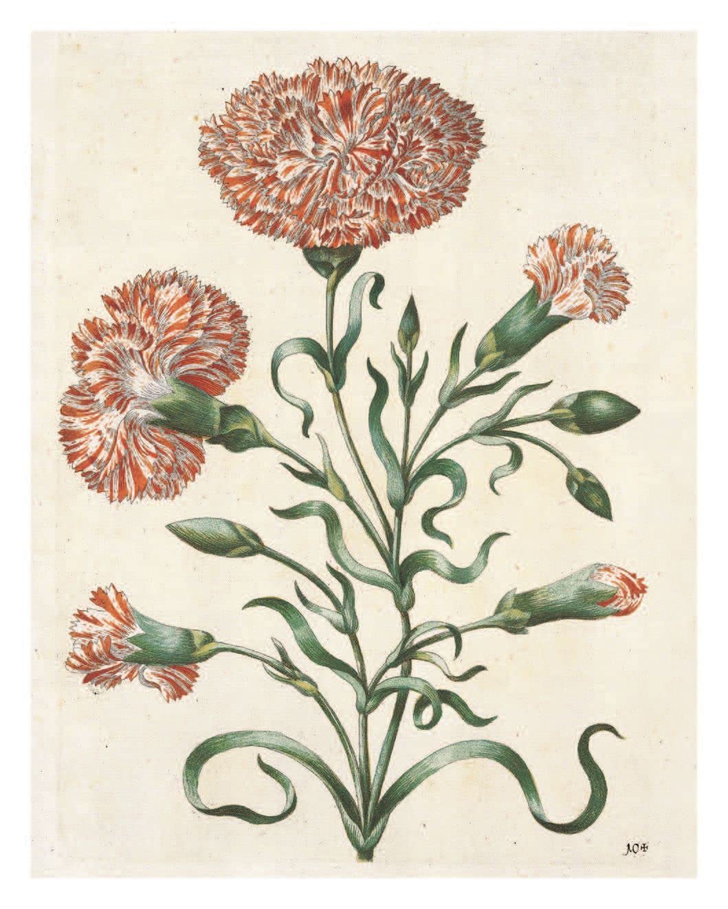 Pull-Out Posters: Maria Sibylla Merian: 22 Pull-Out Posters