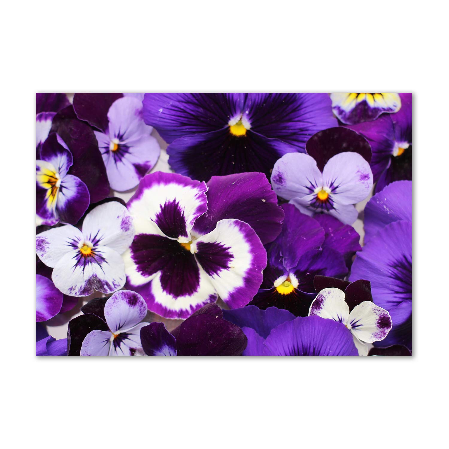 Tableau en verre acrylique Tulup violet déco murale plexiglas fleurs pensées