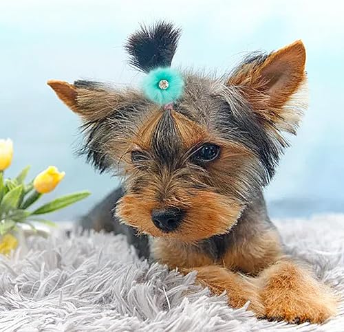 Miniatura 6 de PET SHOW 10 pares de 20 lazos para el pelo de perro pequeño con bandas de goma de imitación Yorkie lazos de 1.57 pulgadas de diámetro. Perros