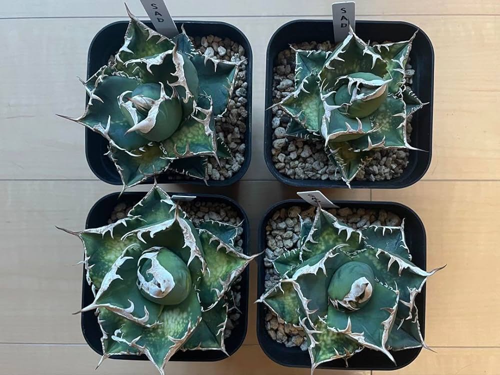 非売品レベル★アガベ チタノタ　SAD 現地　南アフリカダイヤモンド 強棘 希少 と*む様 1415 アガベ チタノタ 南アフリカダイヤモンド 強白棘