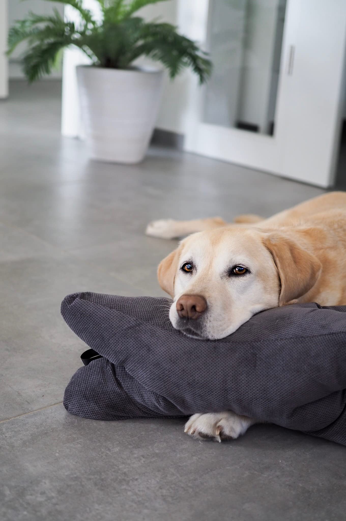 Lebon - Cruto XL - Hundekissen Kopfkissen - Zum entspannen und Spielen Made in EU