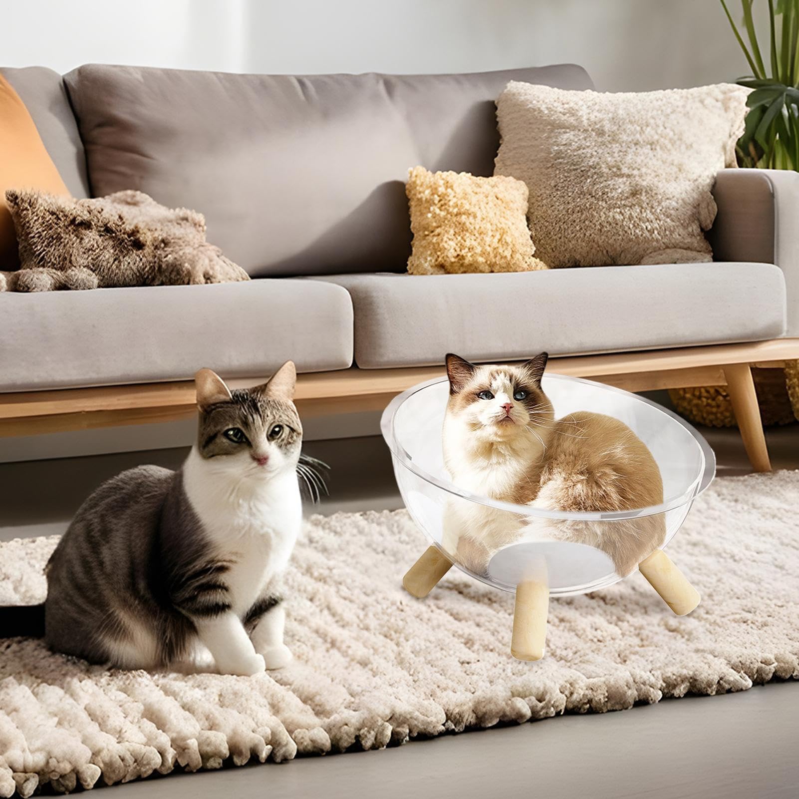 Korb für Katzen | Korb in Form einer Schüssel mit Basis aus Holz, Kuppel, transparent, Zubehör für Kleintiere, Raum, Aktivität, Erholung, Spiel zur Entspannung