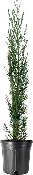 Italian Cypress | 3 Large Trade Gallon Size Trees | Cupressus sempervirens | Narrow Evergreen Plants | Tall Privacy Landscaping | Upright Ornamental Outdoor Plant