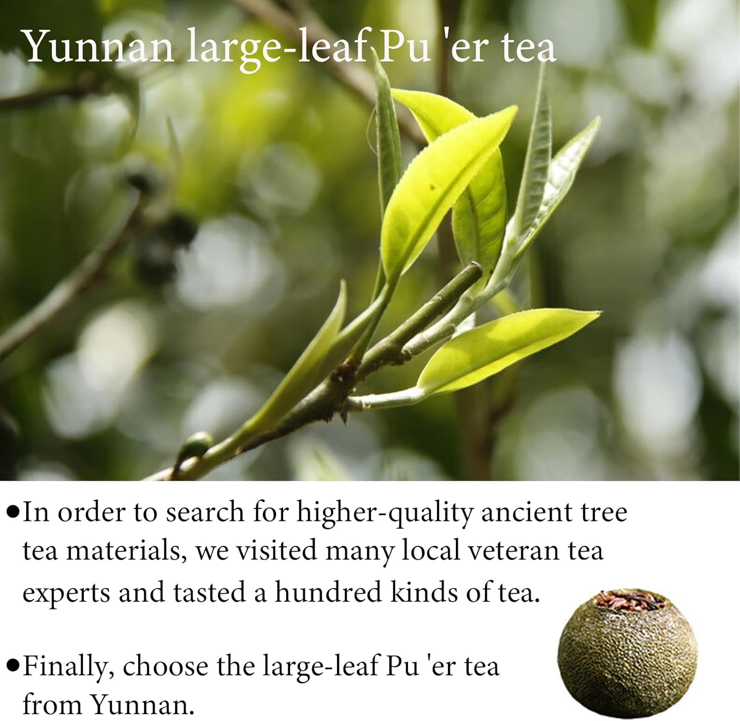 Tangerine Peel Pu-erh Tea Pu Erh Tea Xiao Qing Gan Puerh Tea Guangdong Xinhui ChenPi Pu'er Citrus Yunnan Puerh Green Orange Peel 普洱茶 小青柑 陈皮普洱茶 普洱小青柑 150g from Shengmingxi