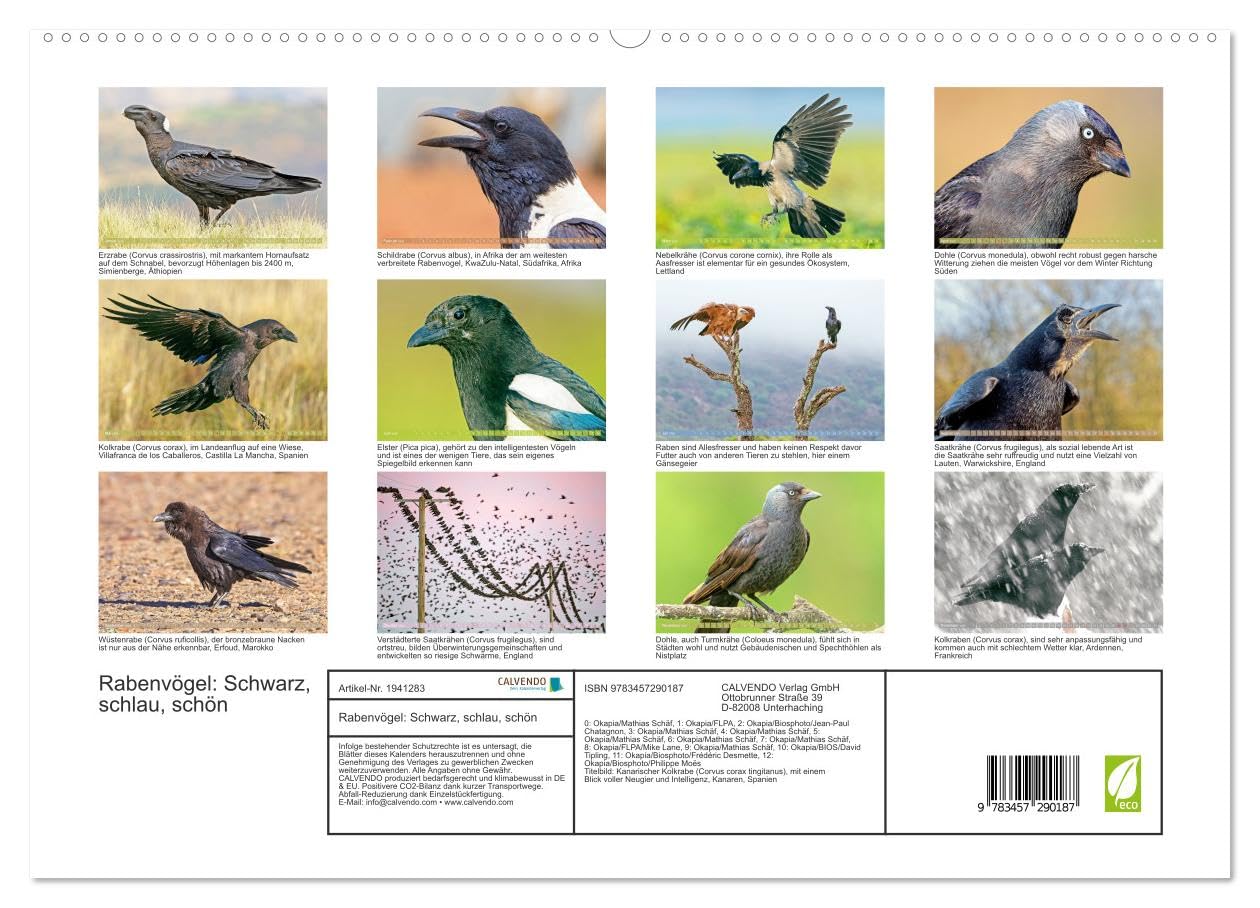 Rabenvögel: Schwarz, schlau, schön (hochwertiger Premium Wandkalender 2026 DIN A2 quer), Kunstdruck in Hochglanz: Rabe, Krähe, Elster: viel schlauer als Ihr Ruf (CALVENDO Tiere)