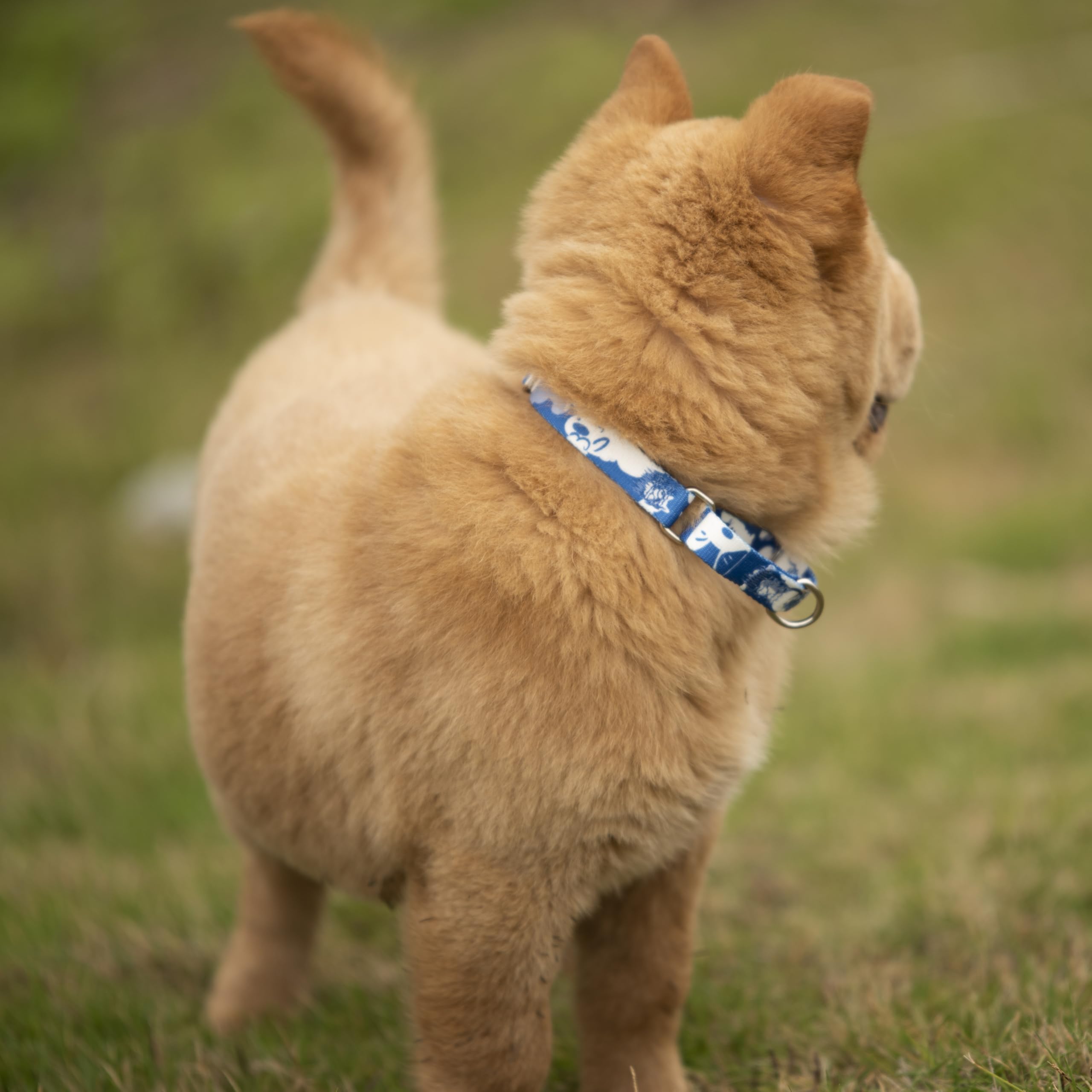 Hundehalsband Mit Pfotenabdruck & Glöckchen – Nylon, Verstellbar, Größe S/M, Für Welpen & Kleine Hunde