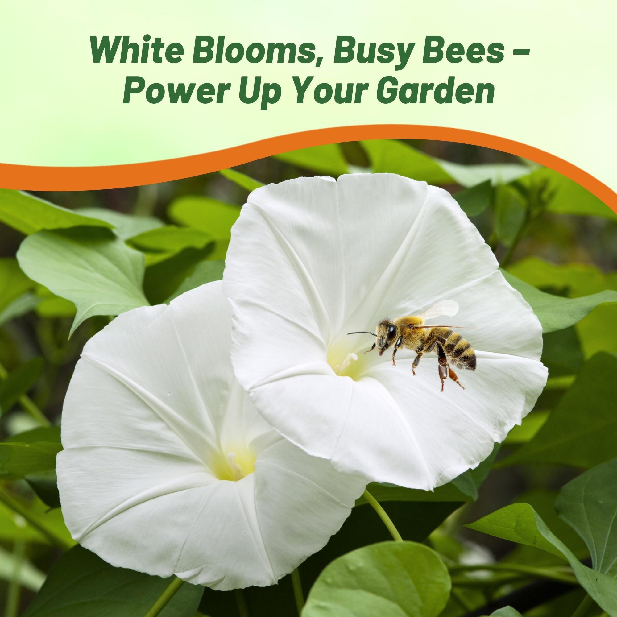 Amazon.com: Outsidepride Pearly Gates Morning Glory Seeds