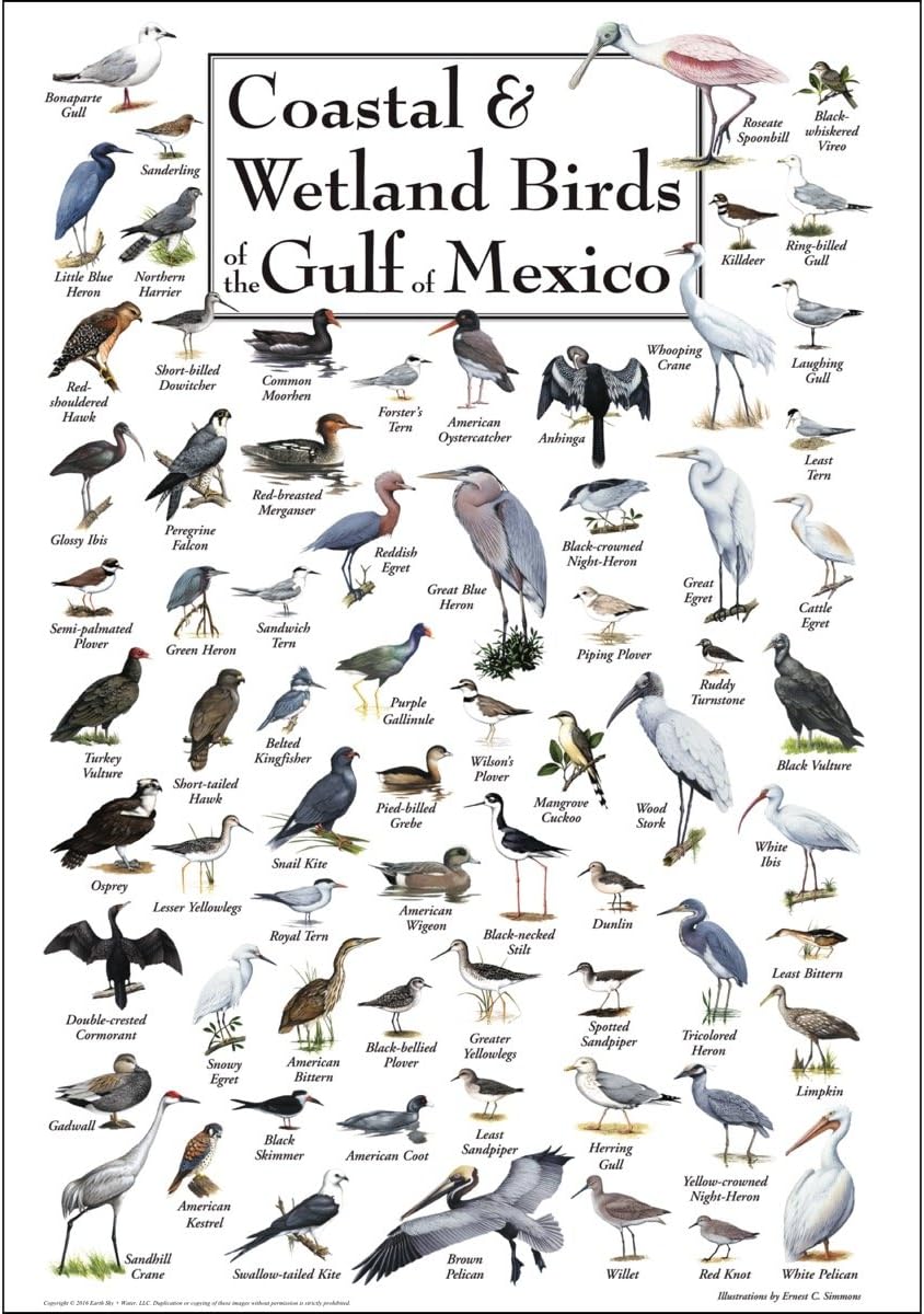 Earth Sky + Water - Coastal & Wetland Birds of the Gulf of Mexico - Posters