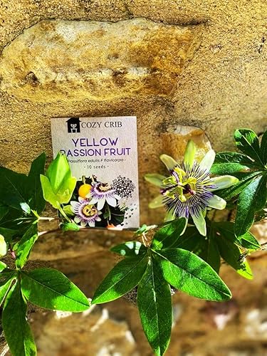 Miniatura 6 de Maracuyá Amarilla 10 Semillas Común Maracuya Granadilla Fruta Tropical Exótica Passiflora Fdulis F Flavicarpa Flor de la Pasión