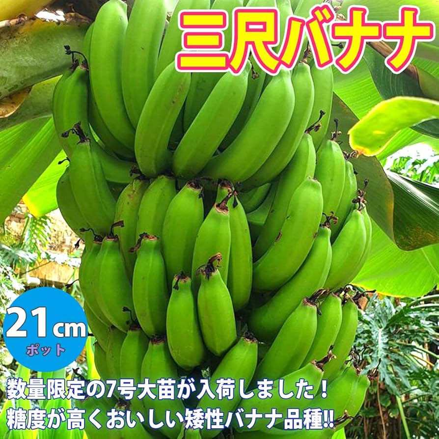 来年開花濃厚・巨大180㎝準親株◇懐かし昭和の味、タイワンバナナ