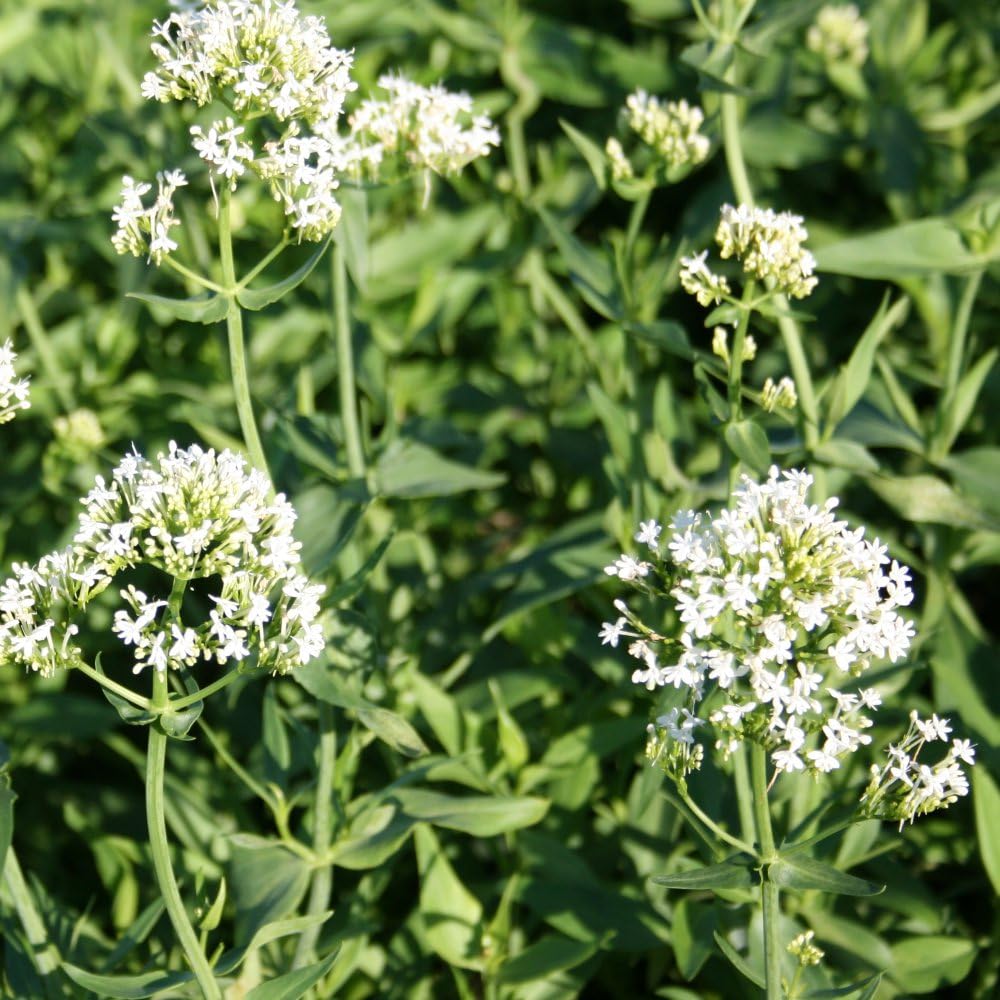 Centranthus Ruber Albus - Hardy Perennial, Coastal Gardens, Drought-Resistant White Blooms, Low-Maintenance, Self-Seeding Beauty - Full Sun, Easy to Grow - 1x 9cm Potted By Thompson & Morgan