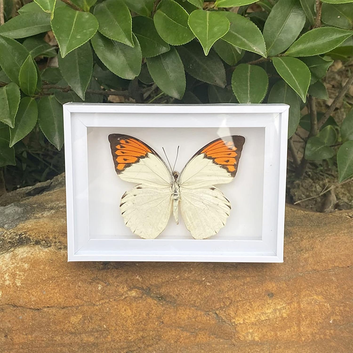 4 Pcs Butterfly Specimen Display Real Framed Butterfly Insect Specimens Taxidermy Supplies Butterfly Box Craft Gift for Men Women Home & Office Desktop Decor (Color A)