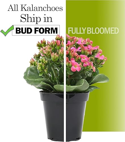 Miniatura 6 de Kalanchoe - Paquete de 3 plantas de flores, decoración de plantas de escritorio, regalos de suculentas vivas para amantes de las plantas, ideas de