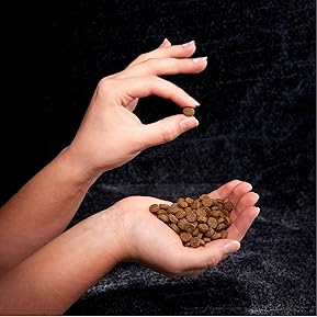 What food is Best for Huskies A Complete Guide 5 718TeNzLs3L. AC SL289