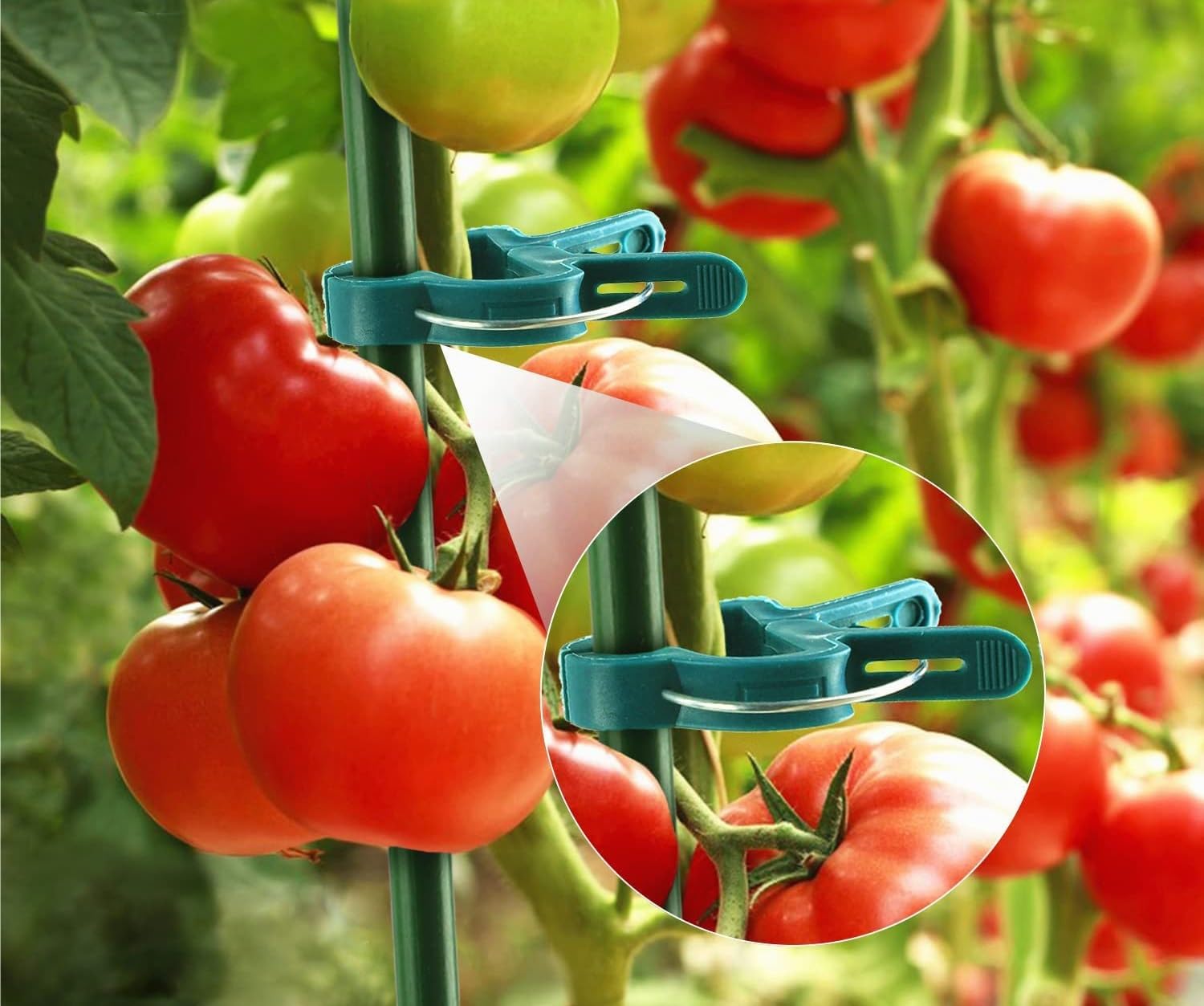 20 Grüne Pflanzenclips für Tomaten und Rankpflanzen(FishclipGreen,L)